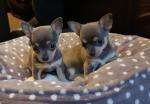 Twee schattige Chihuahuapuppys