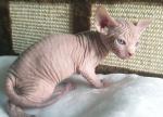 Sphynx Kittens klaar nu
