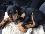 Intelligente Rottweiler Pups beschikbaar nu