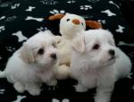 Twee theekopje Maltezer Puppies