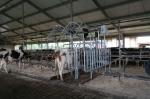 Haal meer uit uw veestapel