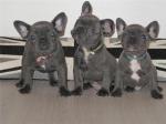 Franse bulldog pups op zoek naar een nieuwe thuis