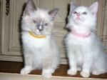 mannelijke en vrouwelijke Omhoog Ragdoll Kittens