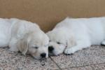 Twee kwaliteit AKC Golden Retrieverpuppies