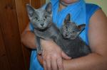 Mooie Russische blauwe kittens
