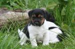 Leuke Jack Russell Pups