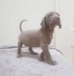 Weimaranerpuppys van puur ras beschikbaar