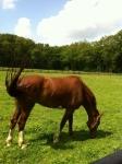 merrie