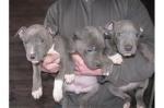 Super mooie American Pitbull Bully pups