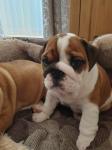 Kwaliteit Engelse Bulldogpuppies beschikbaar