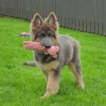 Duitse Herder puppys