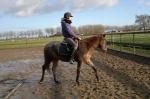 Appaloosa gekleurde nrps merrie