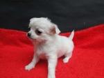 Chihuahua puppies pup