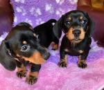 Kwaliteit miniatuur teckel puppies