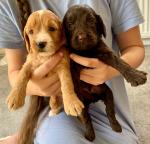 super cockapoo pup vriendelijk en goed met andere