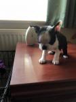 Puppy van Boston Terrier