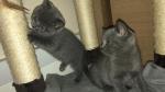 Prachtige Blauwe Brits Korthaar Kittens