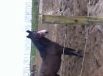 Lieve mooie merrie.