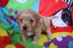 Schattige Maltipoopuppys