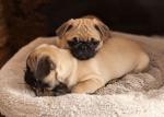 Mooie Mops pups