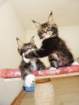 Maine Coon Kittens