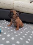 Geregistreerde blauwe franse bulldog pups