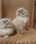 Goed opgeleide Ragdoll Kittens