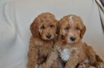 Mooie Cockapoopuppies