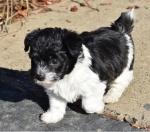 Mannelijke Jackapoo pup te koop