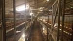 Big dutchman opfokvoliere systeem kippen