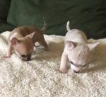 Chihuahua Puppies te koop