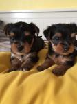 Yorkie pups met stamboom