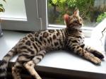 Schattige Bengalse Kittens
