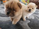 Gezonde Chow chow Mannelijke en vrouwelijke puppy