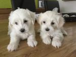 Twee Maltezer Pups