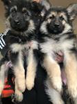 Schattige Duitse herder honden