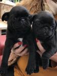Gezonde mops puppies