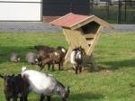 DUURZAAM hooiruif ook maatwerk