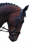 Nieuwe bandiri hoofdstellen mini-shet en pony