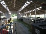 Energiezuinig koelen voor veehouders voor dieren en stallen.