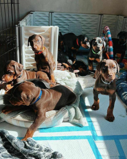 prachtige Dobermanpups te koop