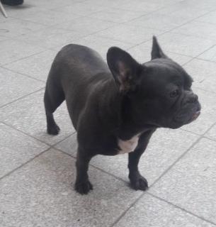 Franse bulldog