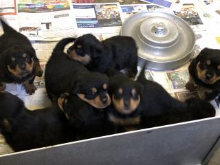 Te koop Rottweilerpups uit erkende kennel