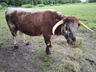 Engelse longhorn