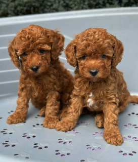 speelgoedpoedelpups beschikbaar