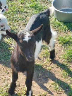 Geitenbokjes bonte geiten te koop 
