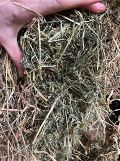 Luzernehooi  Zeer hoge voederwaarde