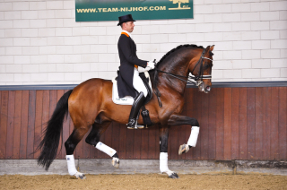 DUTCH HORSE CONSULTANCY