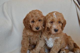 Mooie Cockapoopuppies