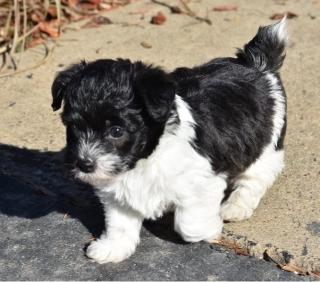 Mannelijke Jackapoo pup te koop